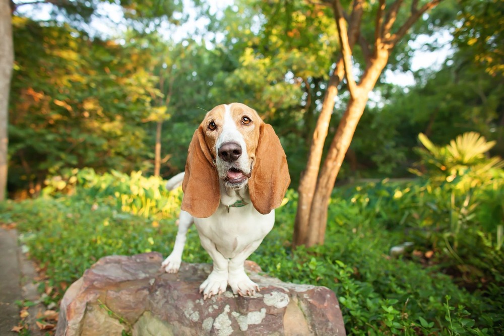 Basset Hound lying down with head up
