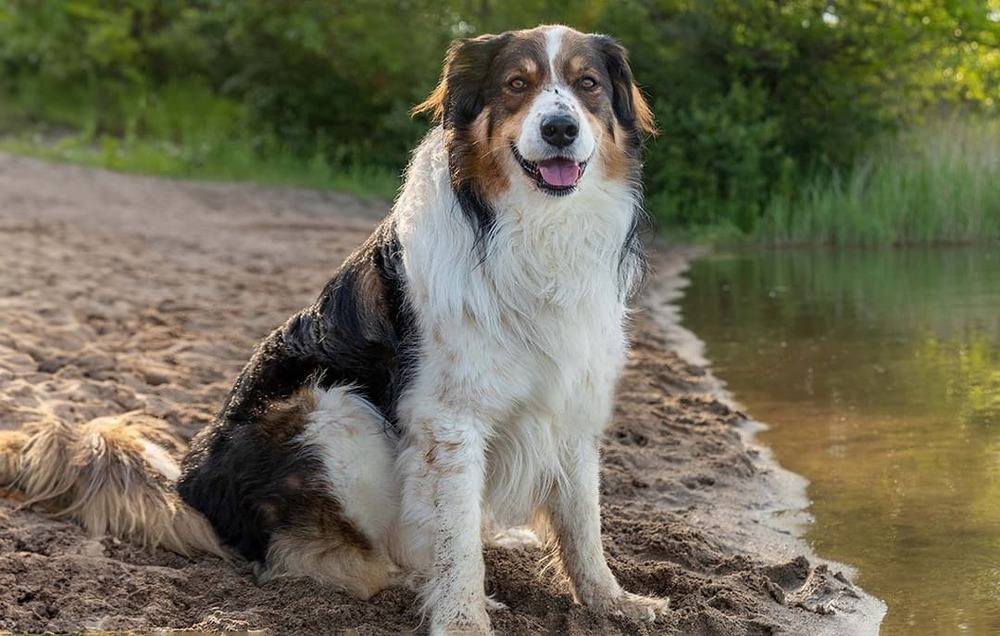 English Shepherd sitting attentively