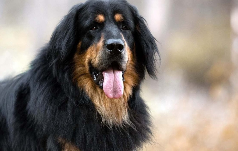 Hovawart sitting and looking attentive