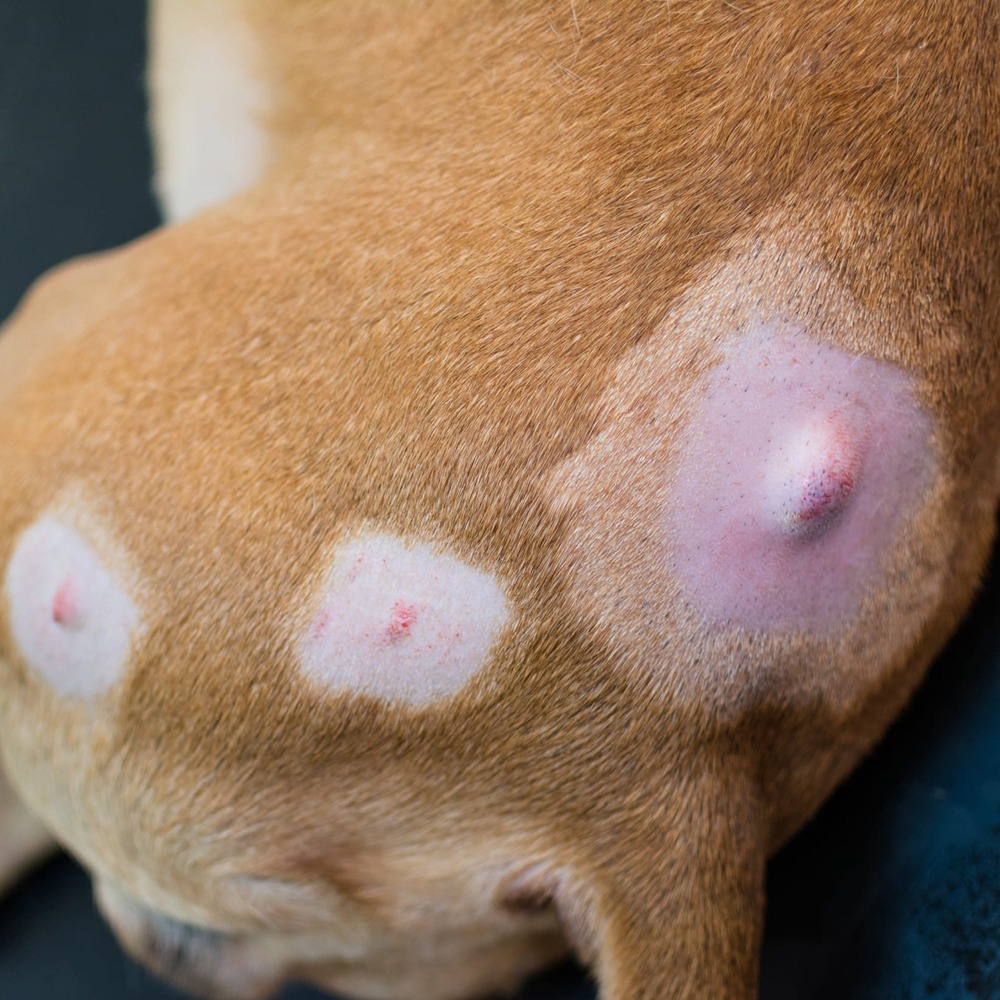 Veterinary exam of a dog with a skin lump