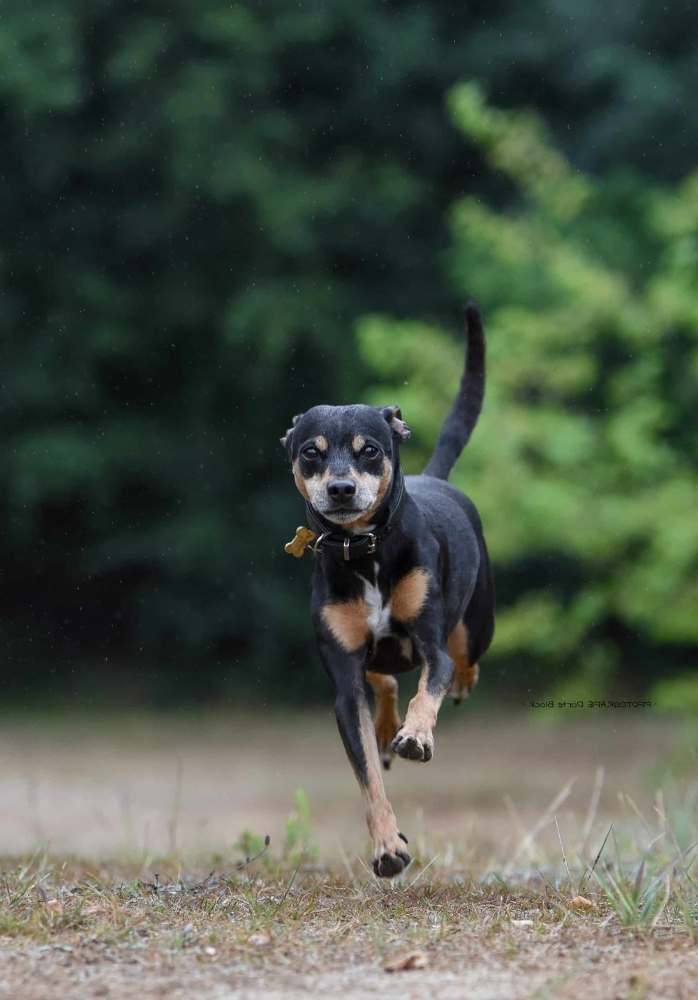 Alert small dog looking toward the camera