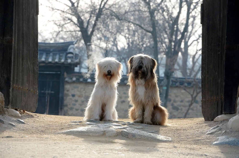 Sapsali with long shaggy coat