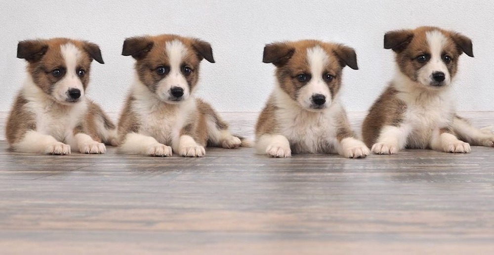 Person reviewing a puppy listing on a laptop