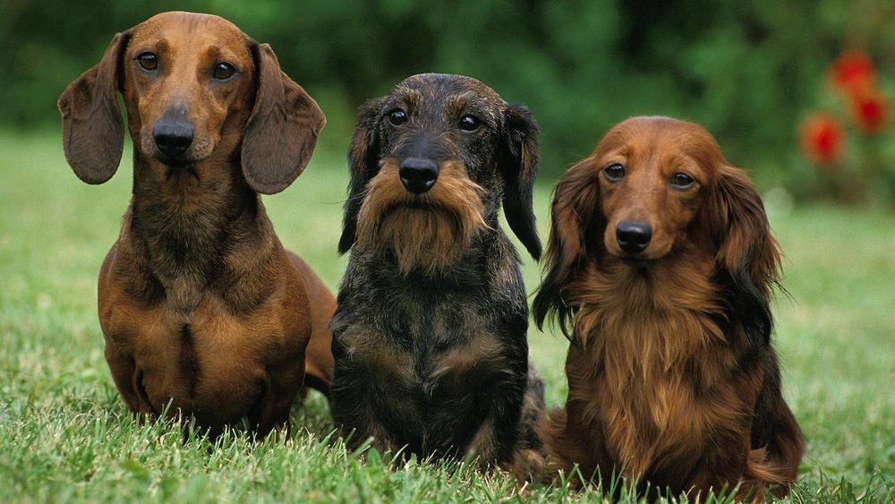 Close view of a dachshund coat and face