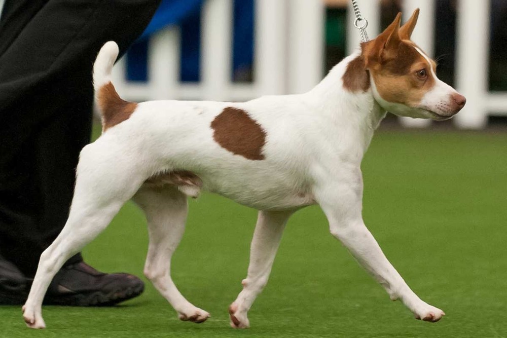 Small smooth-coated terrier sitting and watching