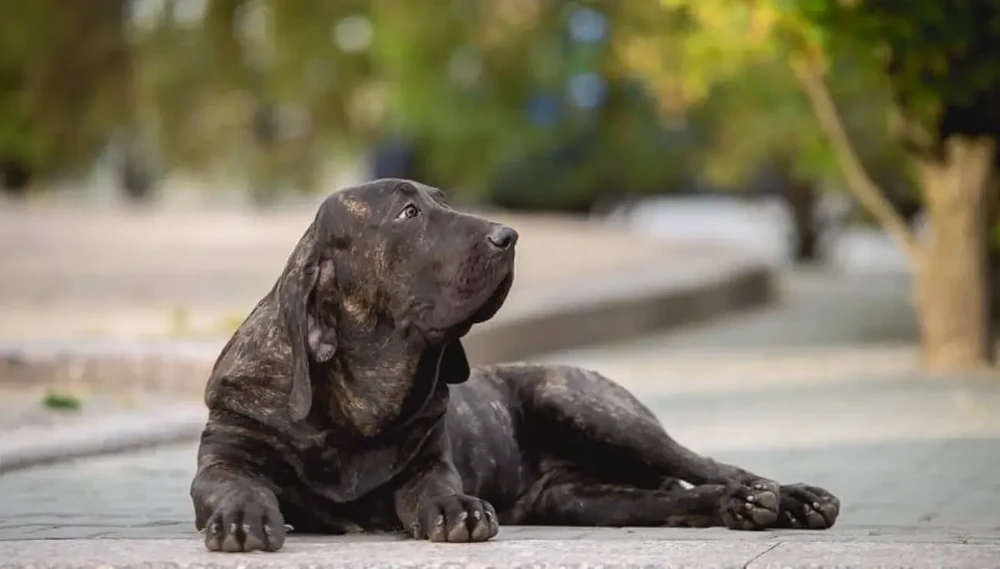 Fila Brasileiro sitting calmly and alert
