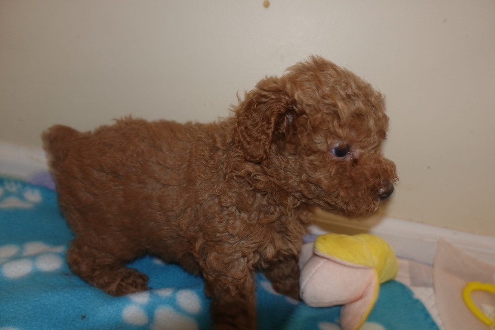 Toy Poodle being groomed