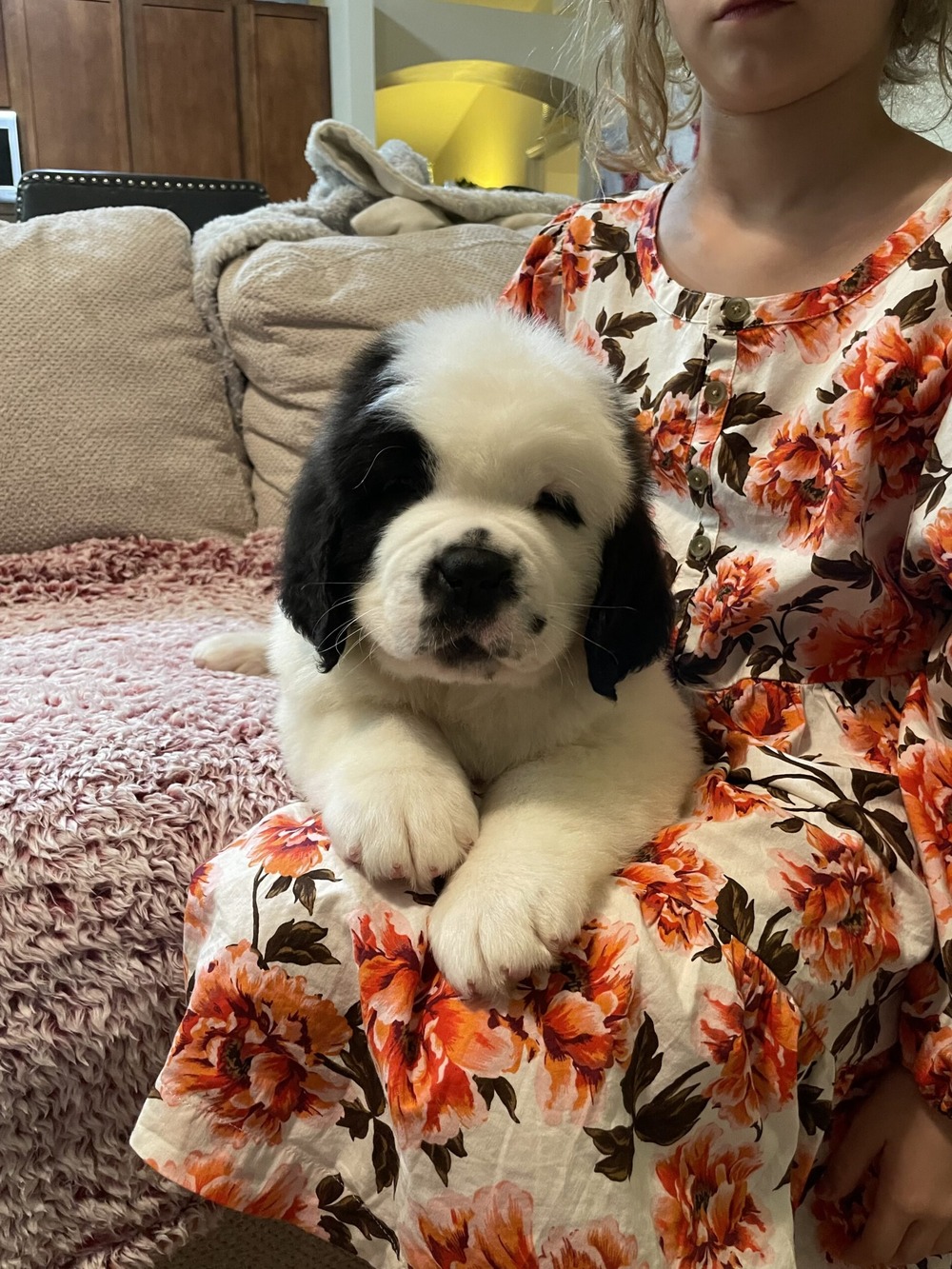 Saint Bernard lying down indoors