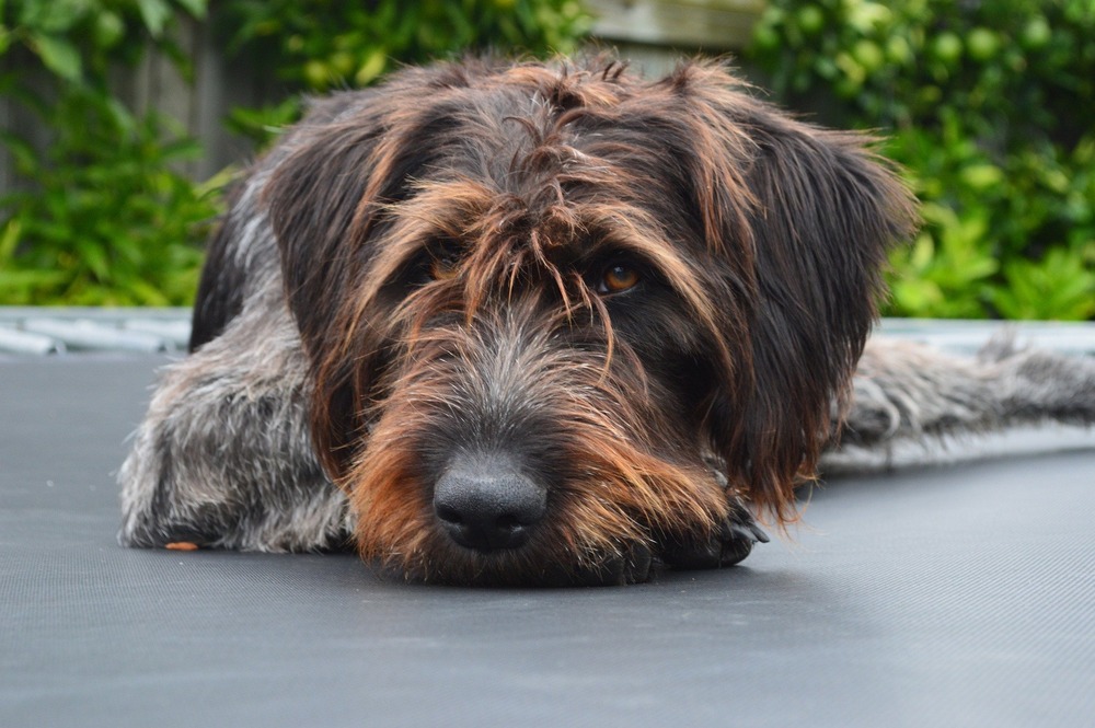 German Wirehaired Pointer standing beside water