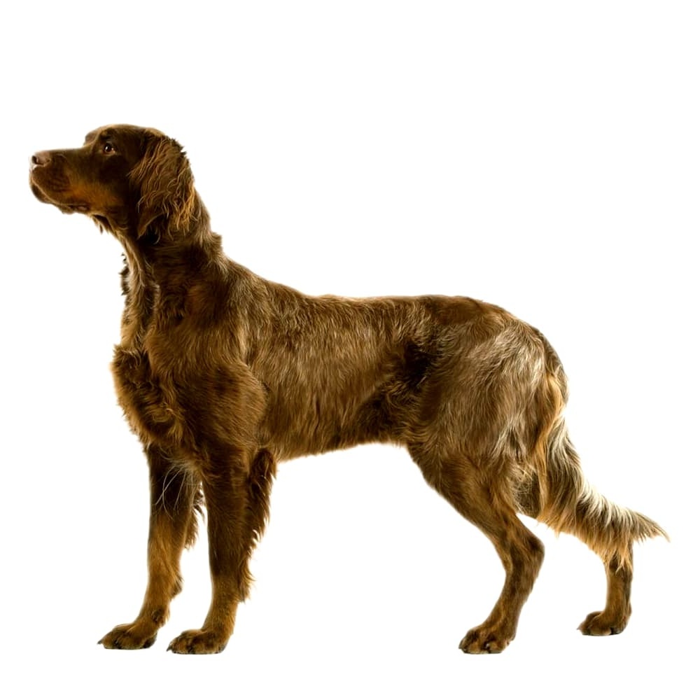 Wiry-coated Picardy Shepherd Dog with upright ears