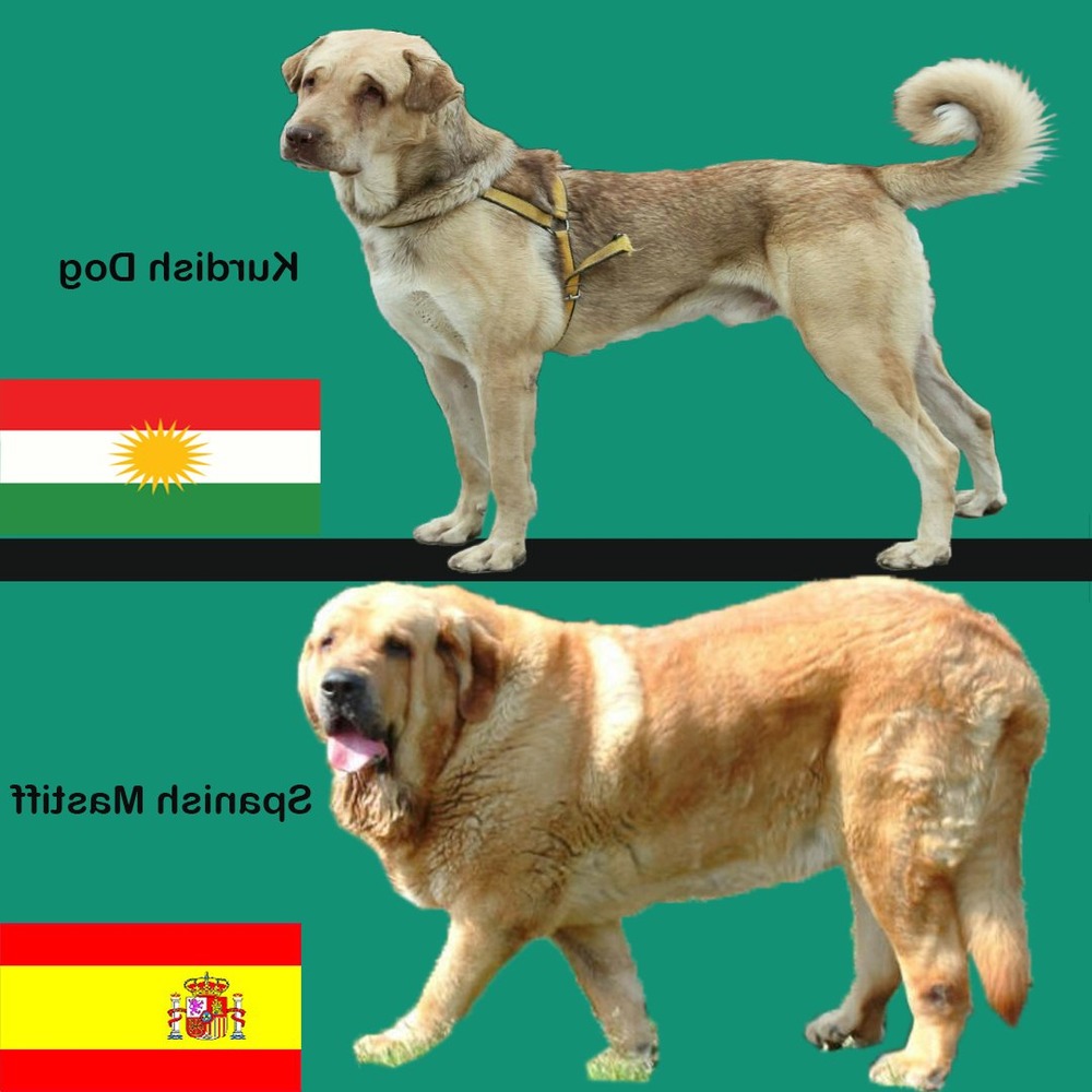 Large mastiff-type dog with short coat