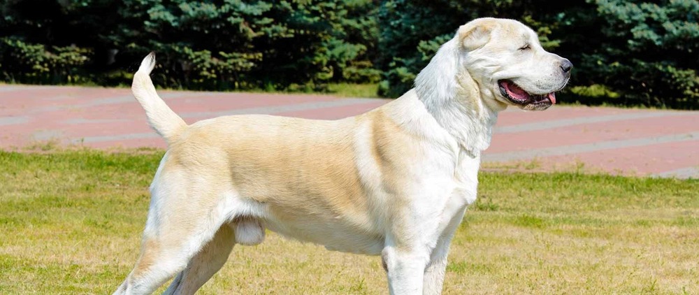 Akbash standing and watching