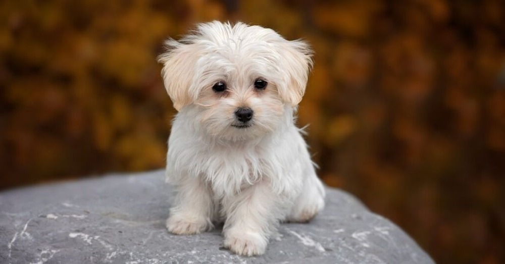 Dog looking tired at home