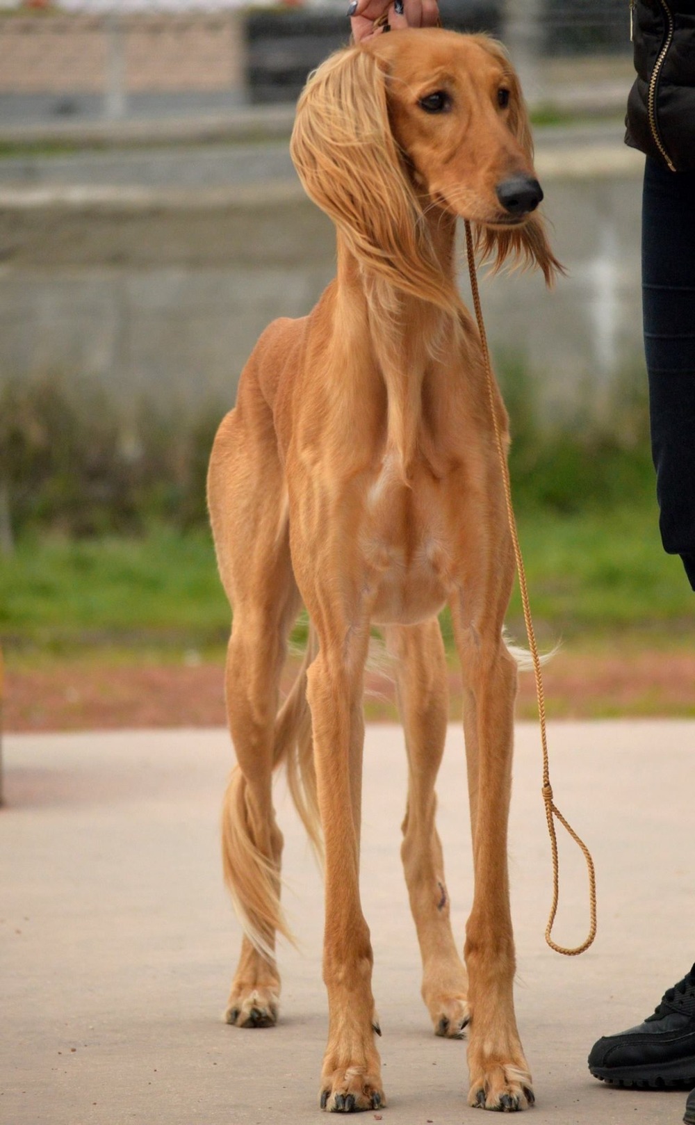 Saluki standing side-on outdoors