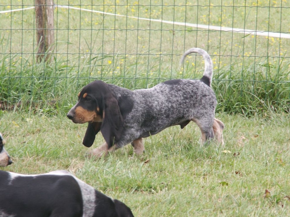 Basset Bleu de Gascogne resting on grass