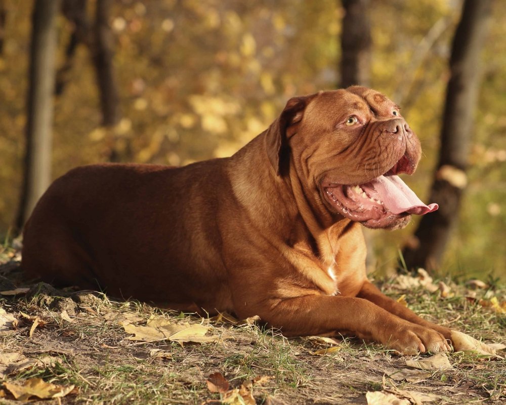 Dogue de Bordeaux portrait showing head and wrinkles