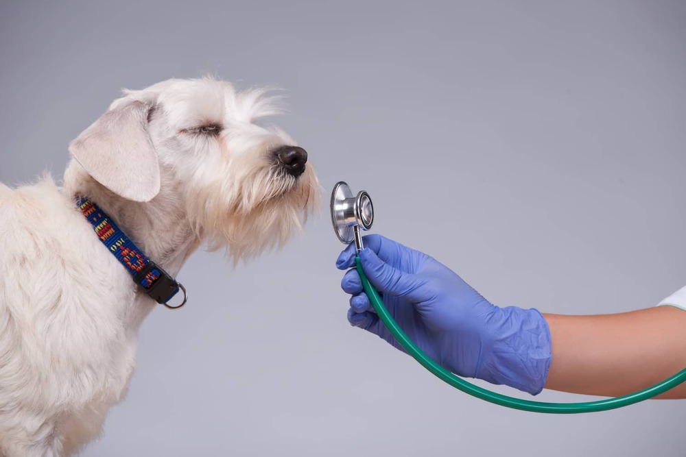Dog at a veterinary clinic during assessment