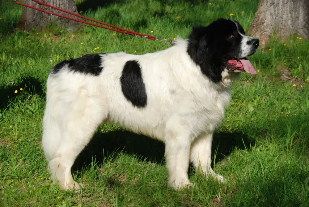 Greek Shepherd Dog with thick coat