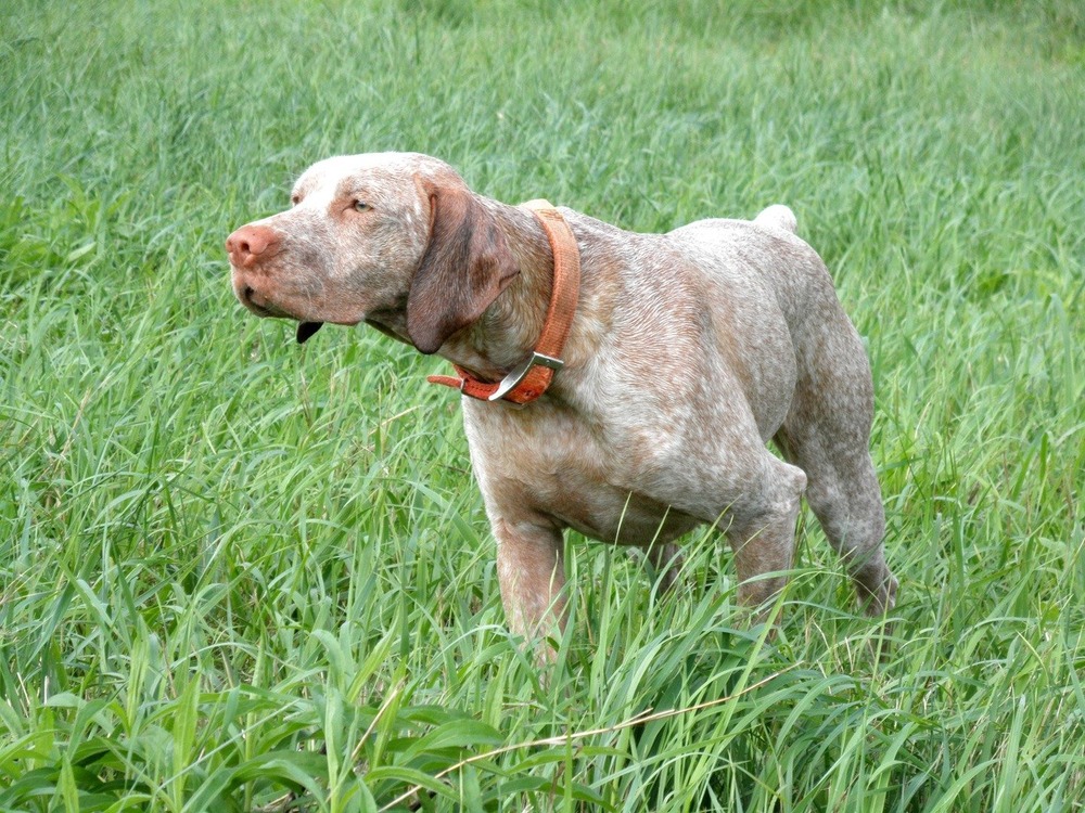 Braque du Bourbonnais close-up of face and coat pattern