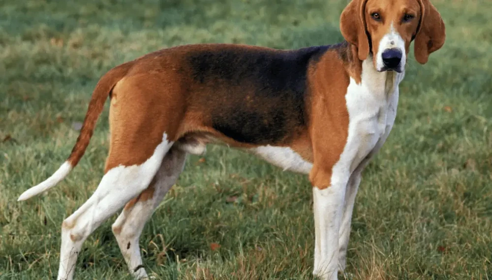 Poitevin dog portrait, short coat and long ears
