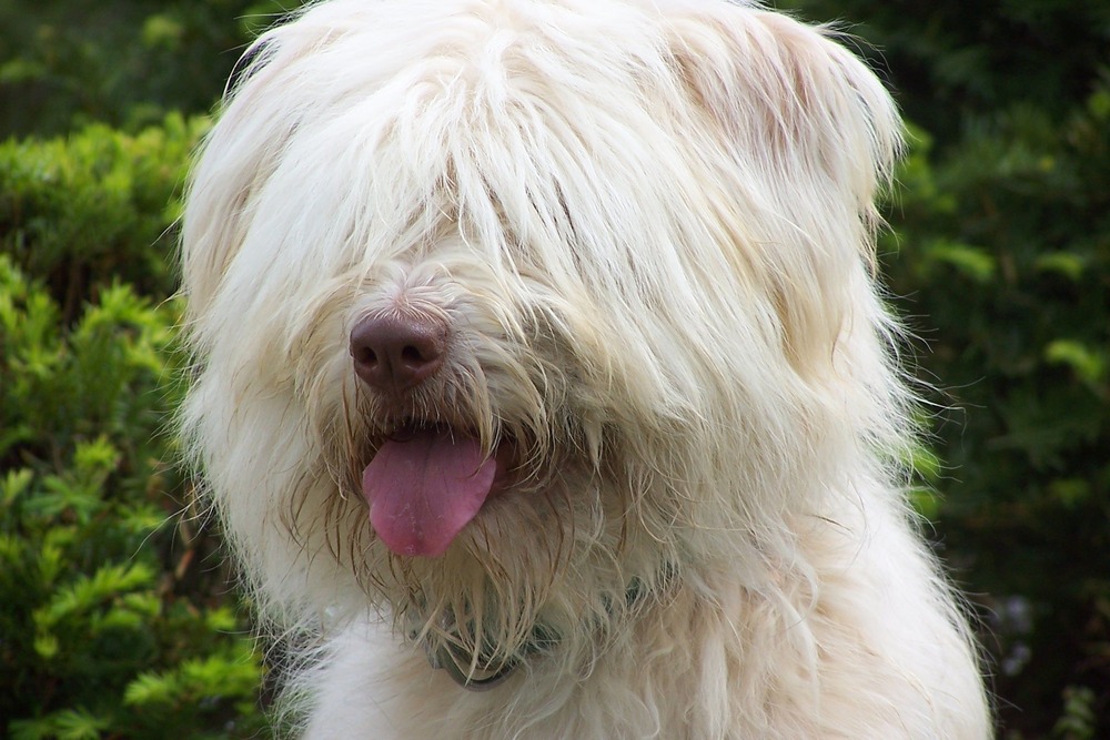 Sapsali dog outdoors with fluffy coat