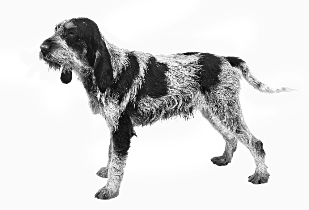 Griffon Bleu de Gascogne sitting calmly