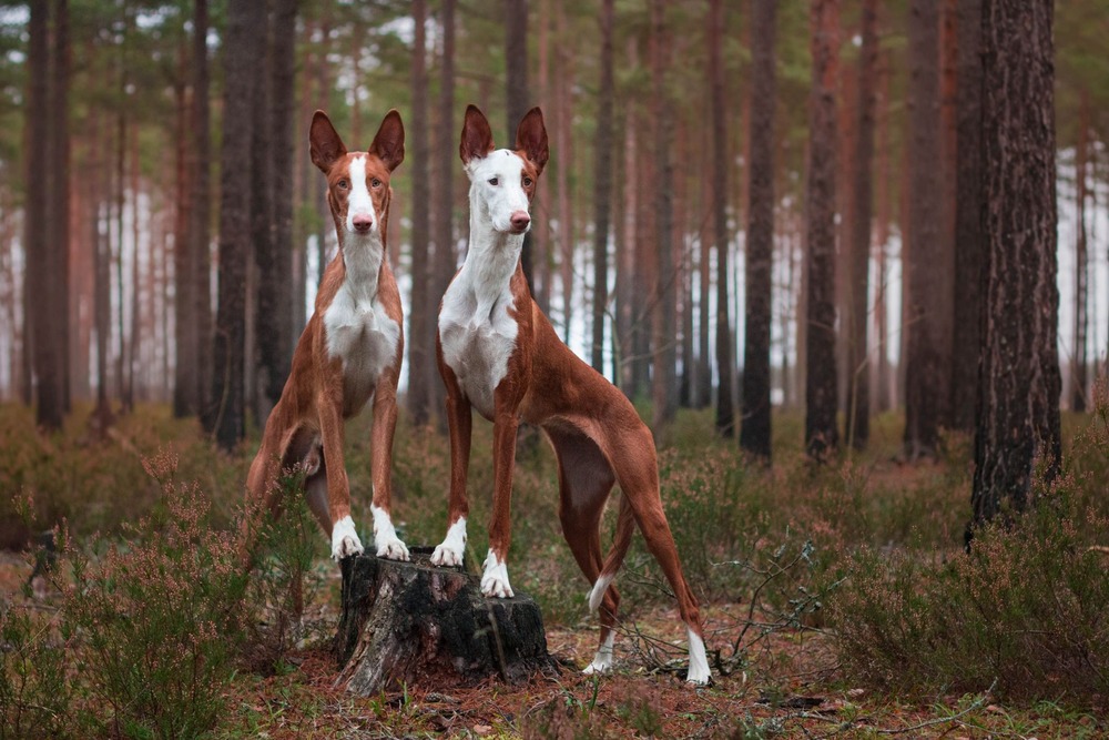 Ibizan Hound looking attentive with ears upright