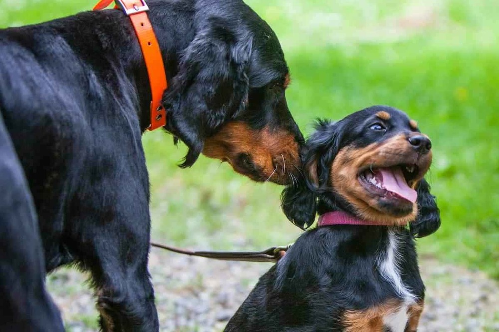 Gordon Setter sitting calmly
