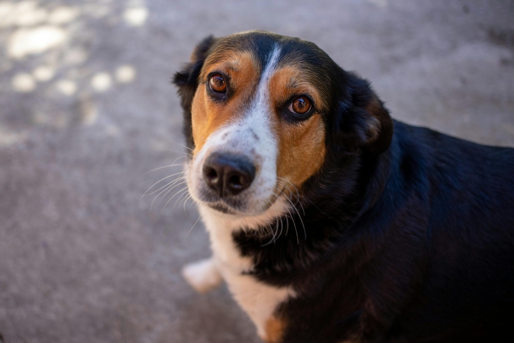 New Zealand Heading Dog in a rural setting