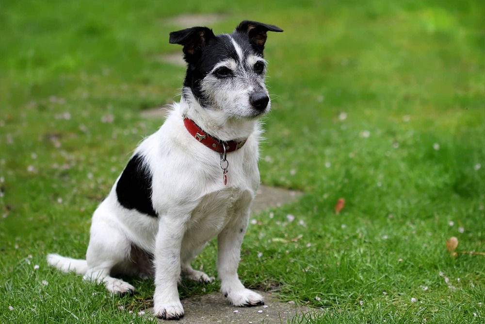 Jack Russell Terrier on grass