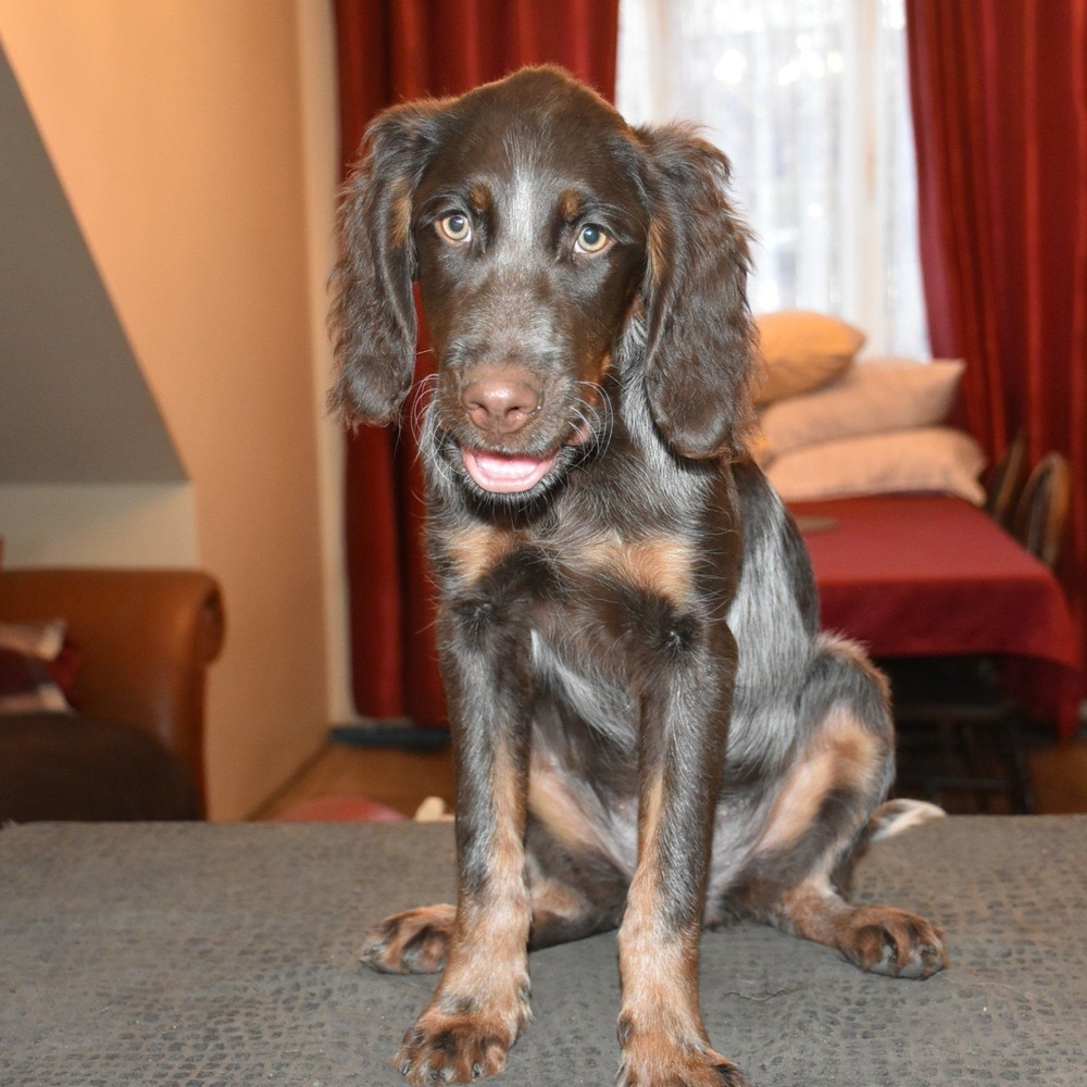 Blue Picardy Spaniel close-up of face and ears