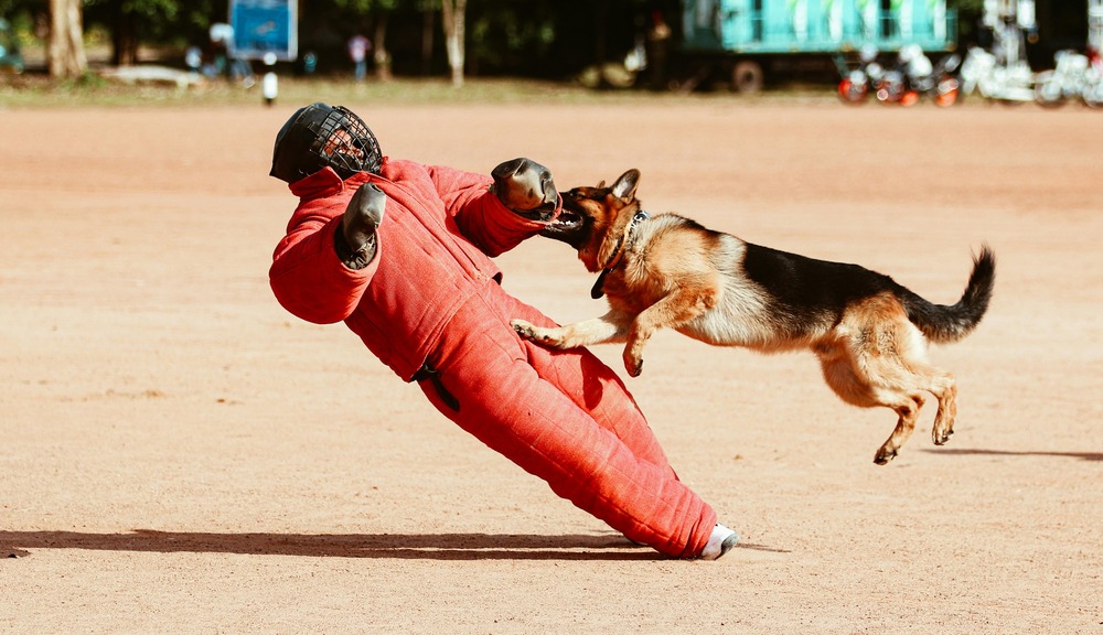 German Spaniel moving through grass