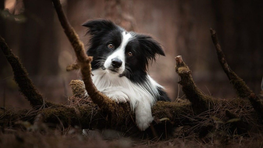 French hound with black and white coat and long ears