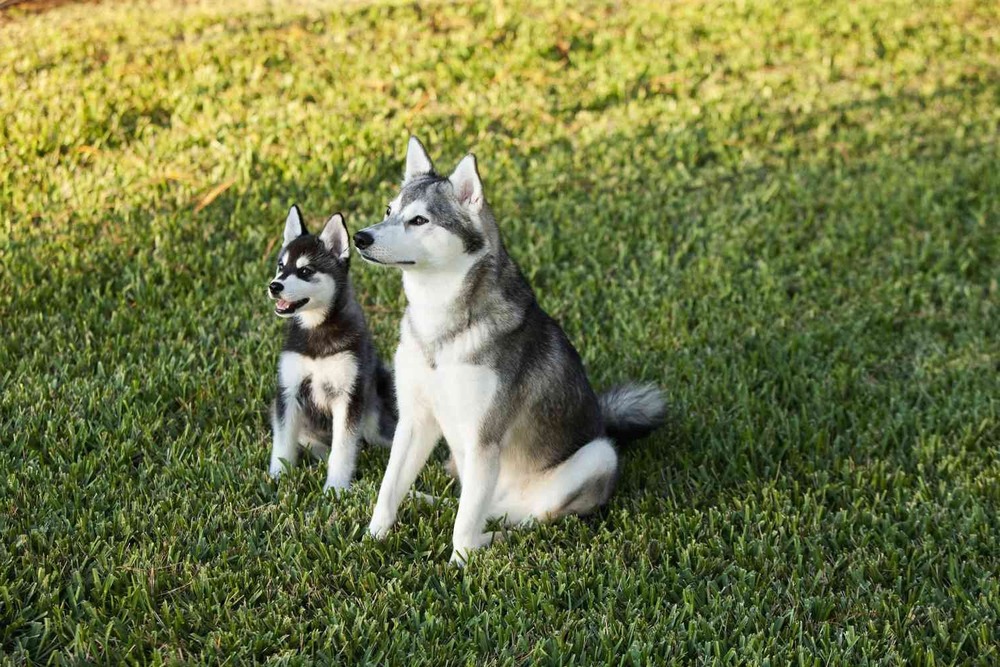 Alaskan Klee Kai standing outdoors