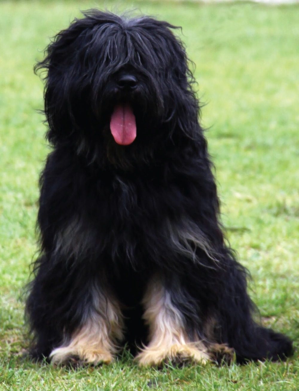 Portuguese Sheepdog head close-up