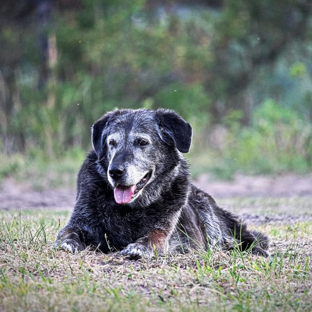 Older dog engaging with a puzzle toy