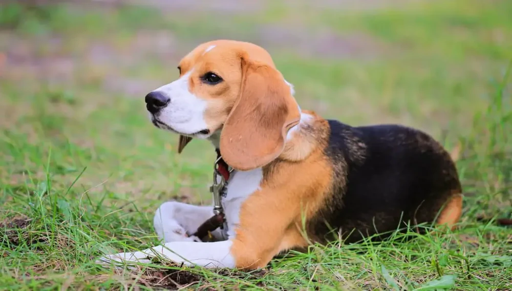 Beagle-Harrier standing side-on