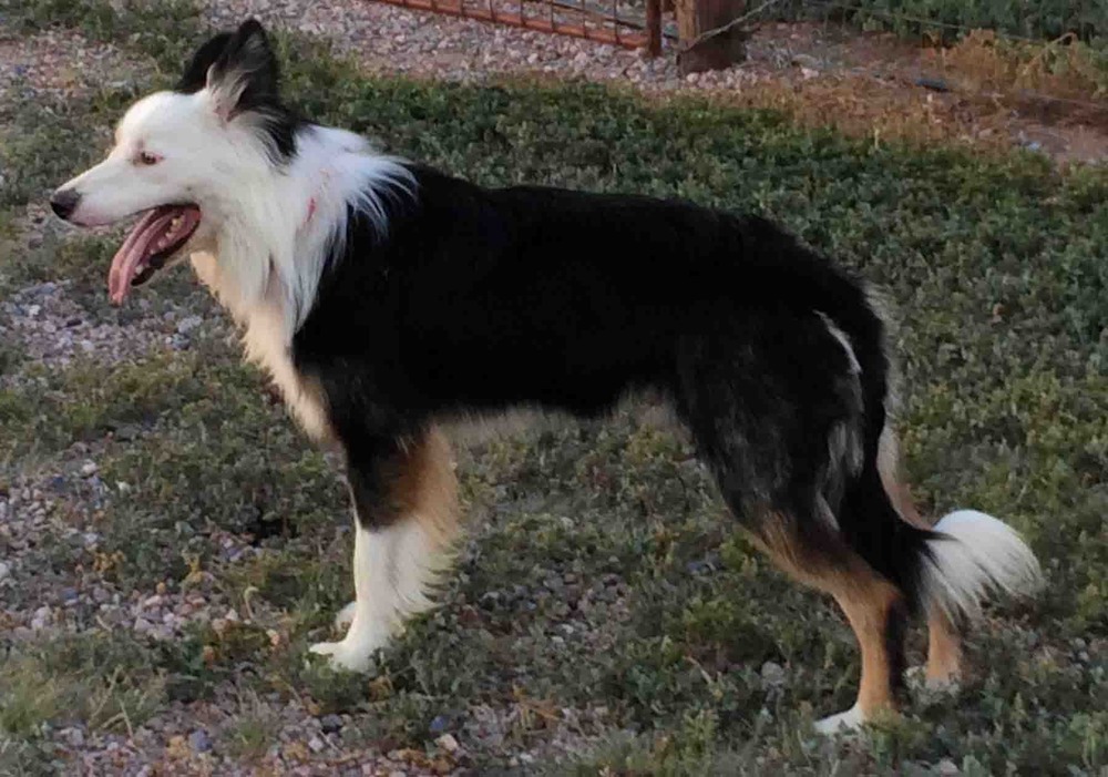 Stephens Stock Dog running in open area