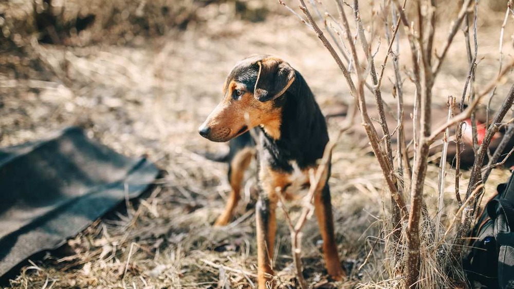 Greek Harehound portrait with long ears