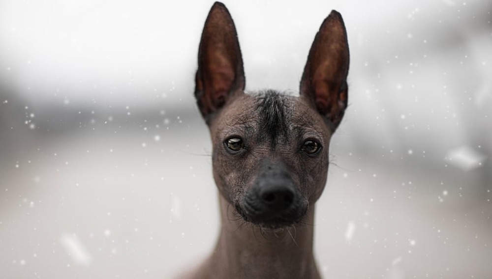 Hairless dog standing alert