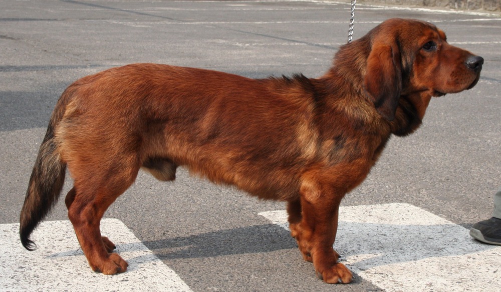 Westphalian Dachsbracke lying down