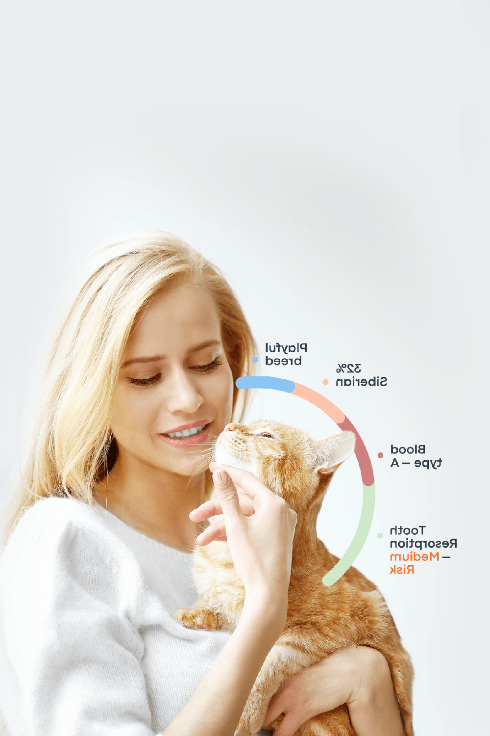 Anglo-Français de Petite Vénerie standing in grass