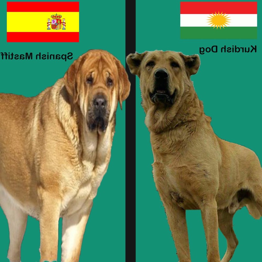 Kurdish Mastiff resting calmly