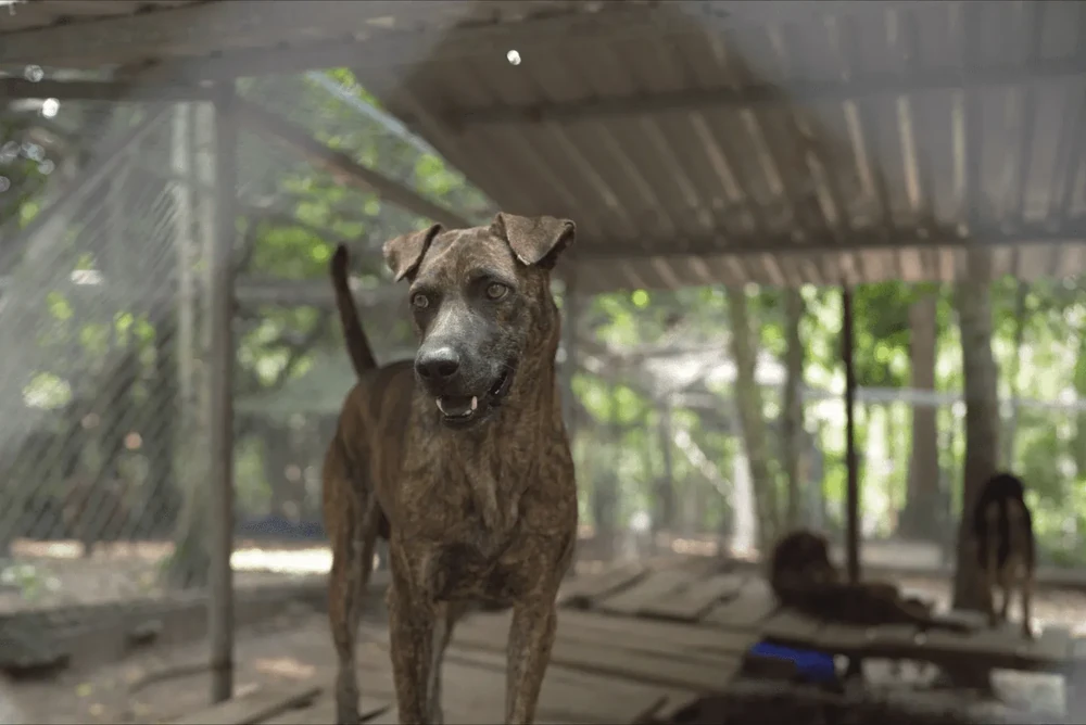 Phu Quoc Ridgeback side profile showing back ridge
