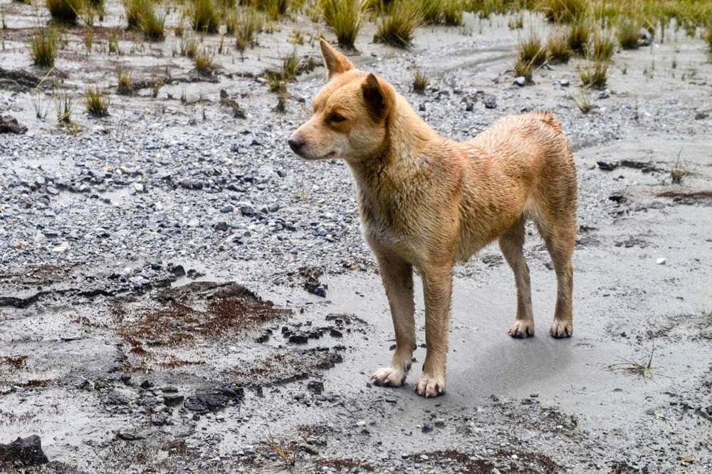 New Guinea singing dog standing on grass