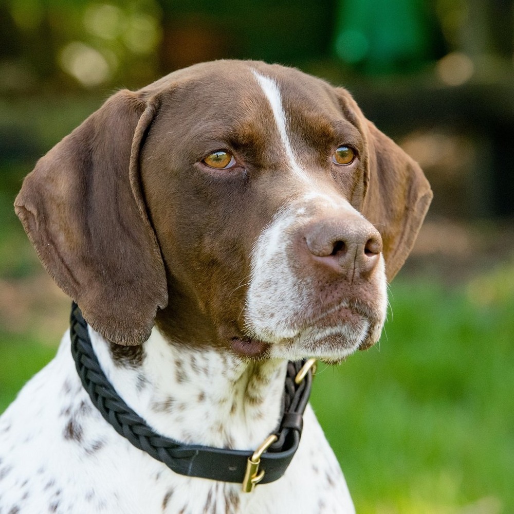 Short coated Braque Francais in profile