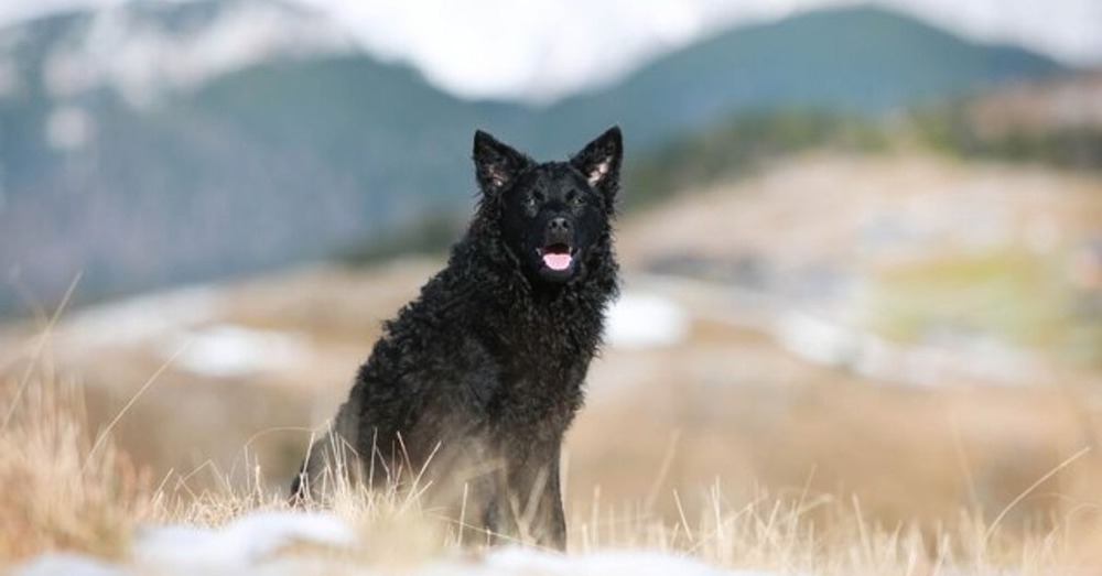 Patagonian Sheepdog in an outdoor setting