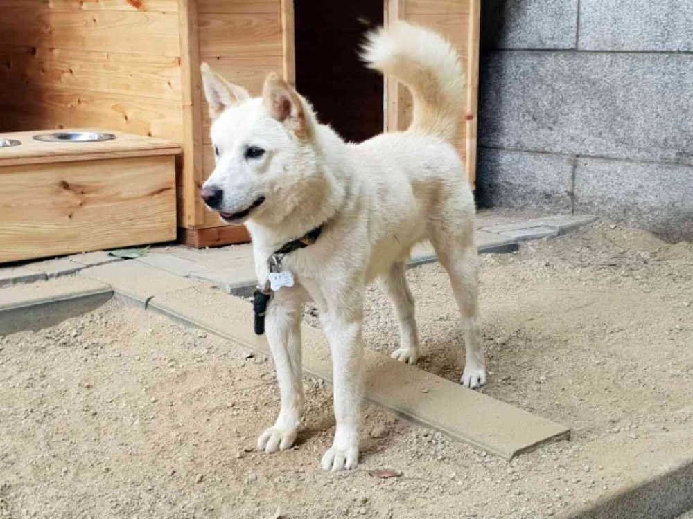 White dog with pricked ears and curled tail