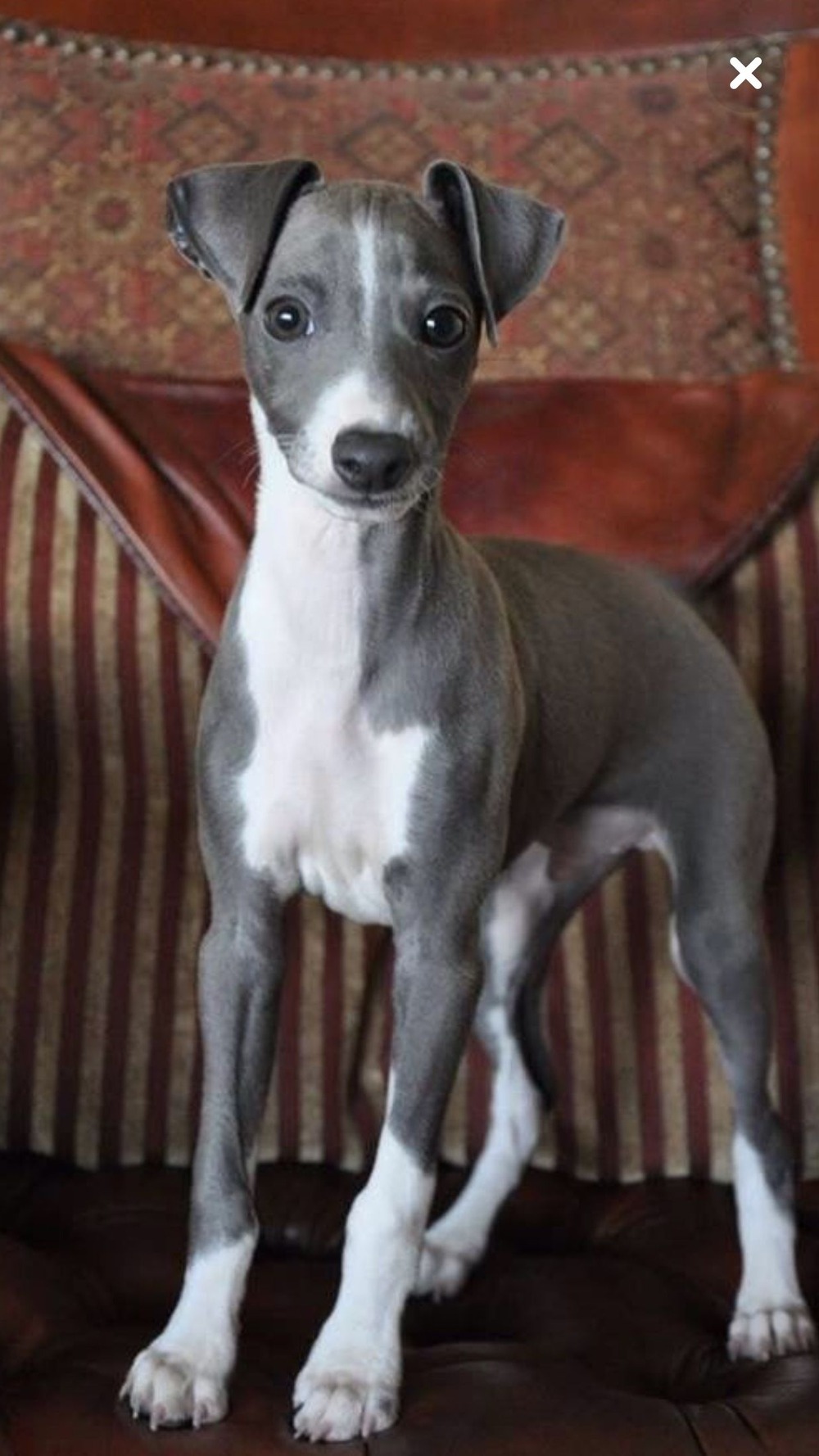 Italian Greyhound resting indoors