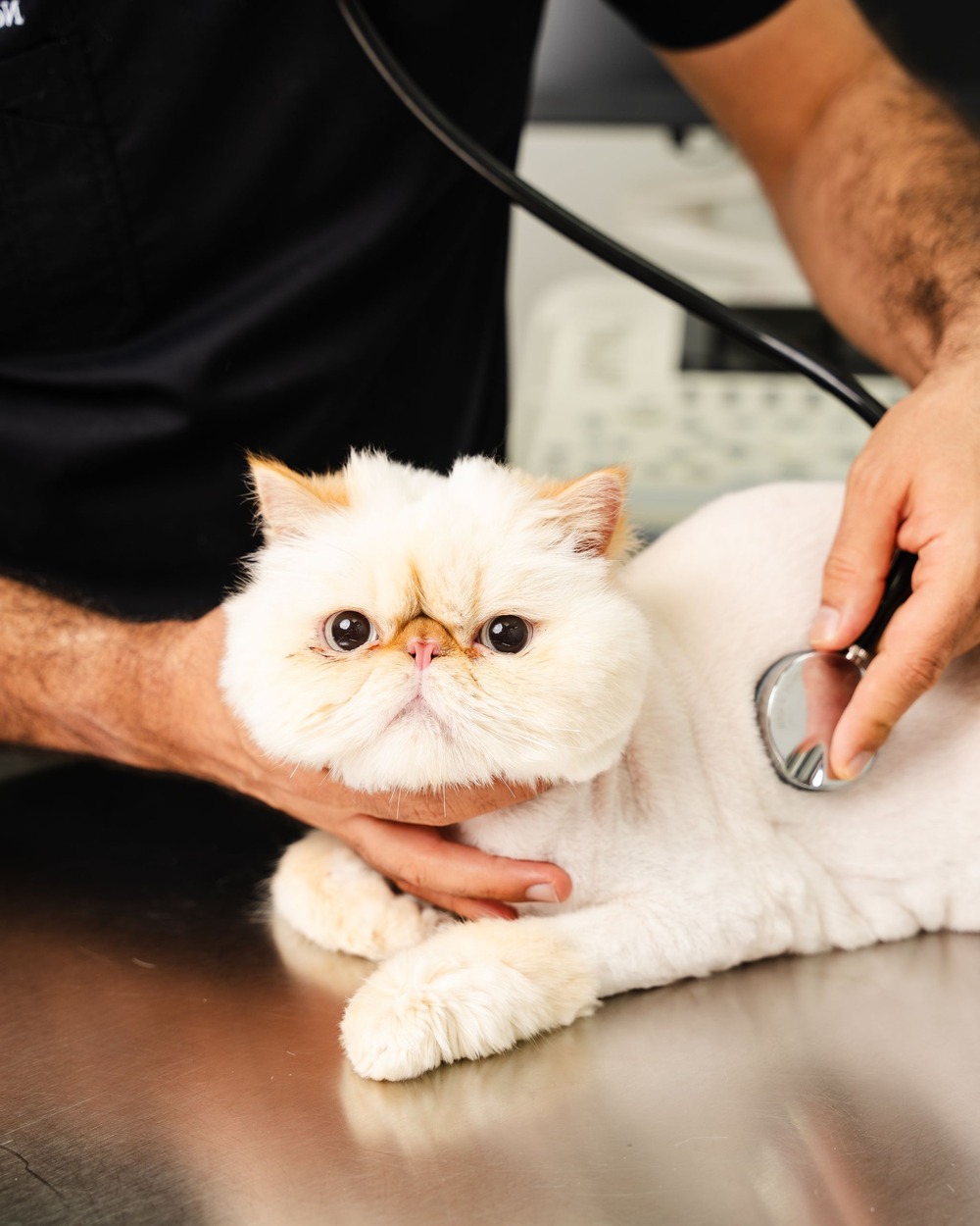 Dog resting quietly on a blanket
